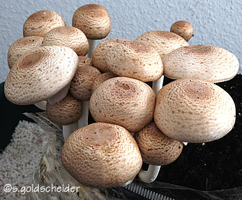Agaricus subrufescens