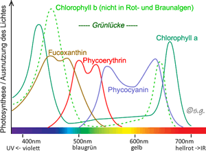 Photosynthese-Pigmente