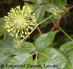 Taigawurzel Blüten Taigawurzel Blüten von Autor KENRAIZ
