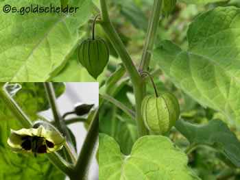 Physalis, Früchte und Blüte