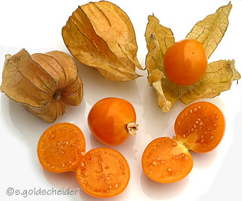 Physalis mit Umhüllung und ohne; Quer- u. Längsschnitt