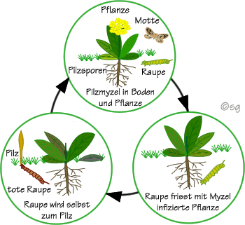 Natpürlicher Wachstumszyklus von Cordyceps und Cordyceps-Zucht im Labor