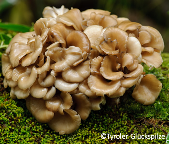 Maitake oder Klapperschwamm