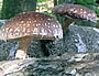 Pilze anbauen - Shiitake