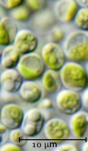 Chlorella unter dem Mikroskop