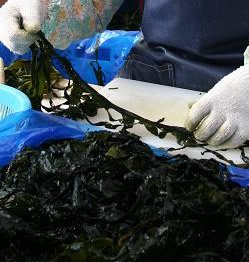 Wakame sortieren