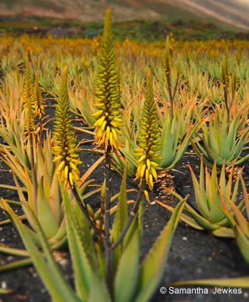 Aloe Plantage