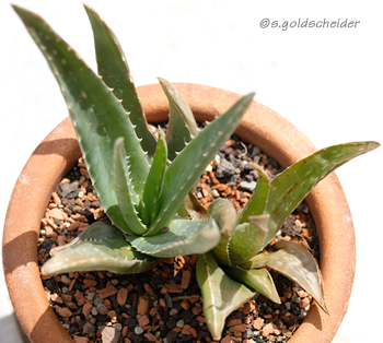 Dickfleischige Aloe