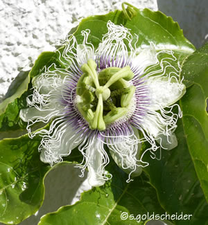 Passiflora