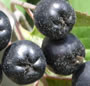 Aronia