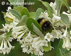 Elaeagnus