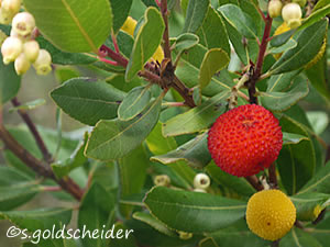 Erdbeerbaum