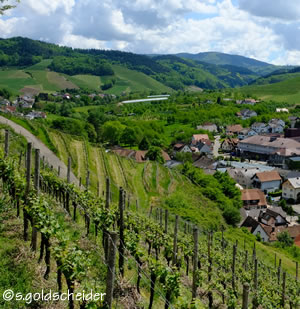 Weinbau in Steillagen