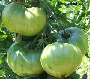 Tomatenbehang: Schwarze von der Krim