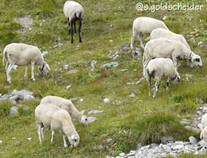 Schafe sind weltweit genügsame, robuste Weidetiere und Landschaftspfleger